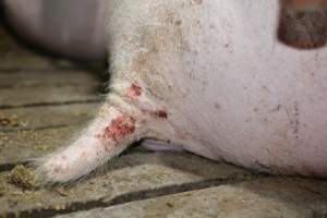Sow with tail wound - Australian pig farming - Captured at Korunye Park Piggery, Korunye SA Australia.