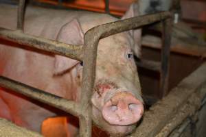 Sow with facial wound - Australian pig farming - Captured at Korunye Park Piggery, Korunye SA Australia.