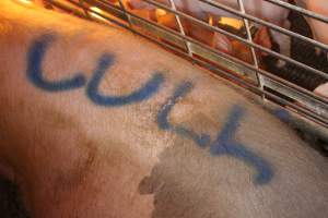 Sow with 'cull' spray-painted on her back - Australian pig farming - Captured at St Arnaud Piggery Units 2 & 3, St Arnaud VIC Australia.