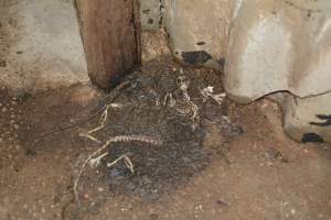 Bones of dead rats in farrowing shed - Australian pig farming - Captured at Korunye Park Piggery, Korunye SA Australia.