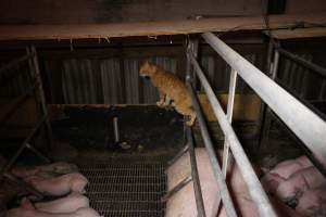 Cat in farrowing crates - Australian pig farming - Captured at Finniss Park Piggery, Mannum SA Australia.