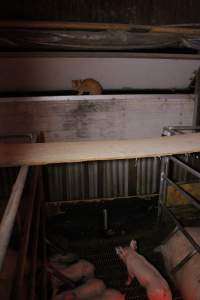 Cat looking over farrowing crates - Australian pig farming - Captured at Finniss Park Piggery, Mannum SA Australia.