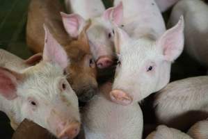 Weaner piglets - Australian pig farming - Captured at Yelmah Piggery, Magdala SA Australia.