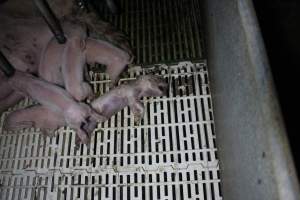 Farrowing crates at Dublin Piggery SA - Australian pig farming - Captured at Dublin Piggery, Dublin SA Australia.