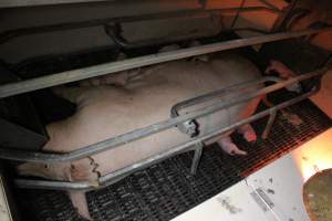 Piglet crushed by mother - Australian pig farming - Captured at Sheaoak Piggery, Shea-Oak Log SA Australia.