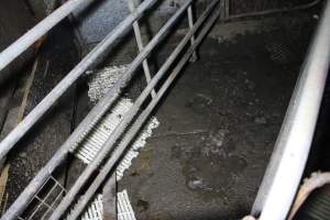 Empty farrowing crate - Australian pig farming - Captured at Dublin Piggery, Dublin SA Australia.