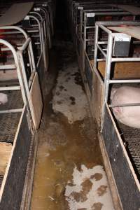 Excrement across aisle - Australian pig farming - Captured at Finniss Park Piggery, Mannum SA Australia.