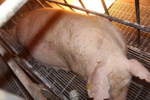 Sow with cuts and scratches on her back - Australian pig farming - Captured at St Arnaud Piggery Units 2 & 3, St Arnaud VIC Australia.