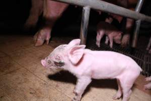Piglet with facial wound - Australian pig farming - Captured at Girgarre Piggery, Kyabram VIC Australia.