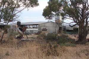 Piggery sheds outside in daylight - Australian pig farming - Captured at Dublin Piggery, Dublin SA Australia.