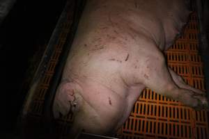 Sow with scratches and cuts - Australian pig farming - Captured at Wasleys Piggery, Pinkerton Plains SA Australia.