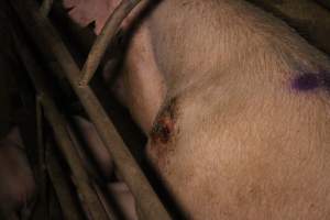 Sow with pressure sore - Australian pig farming - Captured at Korunye Park Piggery, Korunye SA Australia.