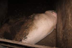 Sow in pen underneath farrowing crate - Australian pig farming - Captured at Willawa Piggery, Grong Grong NSW Australia.