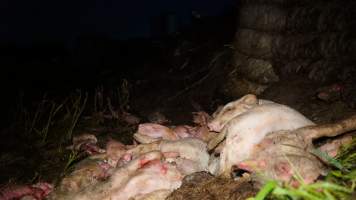 Dead pile outside - Australian pig farming - Captured at Yelmah Piggery, Magdala SA Australia.