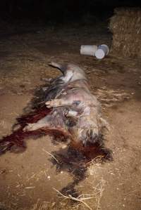 Dead sow outside - Stiff and bloated, in pools of blood - Captured at Yelmah Piggery, Magdala SA Australia.