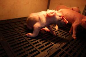 Piglet with facial injury - Australian pig farming - Captured at Sheaoak Piggery, Shea-Oak Log SA Australia.