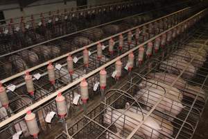 Sow stalls from above - Australian pig farming - Captured at Grong Grong Piggery, Grong Grong NSW Australia.