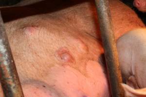 Sow with lumps under skin - Australian pig farming - Captured at Bungowannah Piggery, Bungowannah NSW Australia.