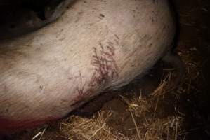 Dead sow outside with cuts and scratches on back - Australian pig farming - Captured at Yelmah Piggery, Magdala SA Australia.