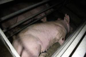 Sow with leg injury in stall - Australian pig farming - Captured at Deni Piggery, Deniliquin NSW Australia.