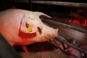 Bloody ear tag - Australian pig farming - Captured at Finniss Park Piggery, Mannum SA Australia.
