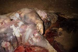 Dead sow outside cut open - Stiff and bloated, in pools of blood - Captured at Yelmah Piggery, Magdala SA Australia.