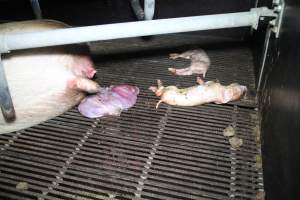 Stillborn piglets - Australian pig farming - Captured at Girgarre Piggery, Kyabram VIC Australia.
