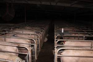 Sow stalls at Bungowannah Piggery NSW - Australian pig farming - Captured at Bungowannah Piggery, Bungowannah NSW Australia.