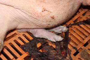 Piglet crushed by mother - Australian pig farming - Captured at Wasleys Piggery, Pinkerton Plains SA Australia.