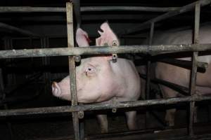 Sow stalls at Finniss Park Piggery SA - Australian pig farming - Captured at Finniss Park Piggery, Mannum SA Australia.