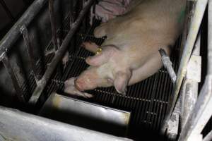 Mother with dead piglet - Australian pig farming - Captured at Huntly Piggery, Huntly North VIC Australia.