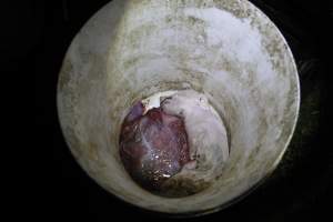 Dead piglet in bucket - Australian pig farming - Captured at Mindarra Piggery (module 1), Boonanarring WA Australia.