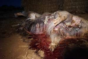 Dead sow outside cut open - Stiff and bloated, in pools of blood - Captured at Yelmah Piggery, Magdala SA Australia.