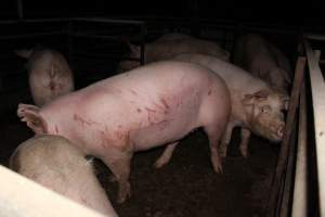 Sow with cuts and scratches - Possibly from fighting with other sows - Captured at Finniss Park Piggery, Mannum SA Australia.