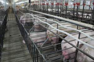 Boar stalls - Australian pig farming - Captured at Grong Grong Piggery, Grong Grong NSW Australia.