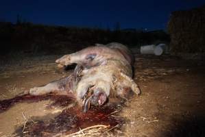 Dead sow outside cut open - Stiff and bloated, lying in pools of blood - Captured at Yelmah Piggery, Magdala SA Australia.