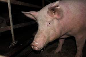 Group sow housing - Australian pig farming - Captured at Finniss Park Piggery, Mannum SA Australia.