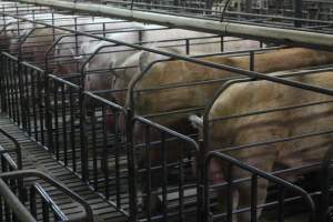 Boar stalls - Australian pig farming - Captured at Grong Grong Piggery, Grong Grong NSW Australia.