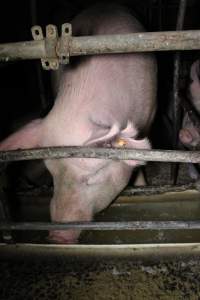 Sow stalls - Australian pig farming - Captured at Finniss Park Piggery, Mannum SA Australia.
