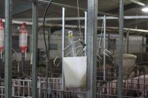 Pork stork catheter - Australian pig farming - Captured at Grong Grong Piggery, Grong Grong NSW Australia.