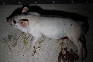 Dead piglet with eye and guts gouged out - Australian pig farming - Captured at Huntly Piggery, Huntly North VIC Australia.
