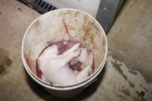 Dead piglets in bucket - Australian pig farming - Captured at Mindarra Piggery (module 1), Boonanarring WA Australia.