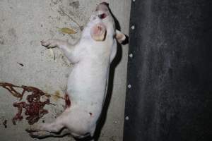 Dead piglet with eye and guts gouged out - Australian pig farming - Captured at Huntly Piggery, Huntly North VIC Australia.