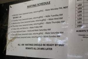 Mating schedule sign - Australian pig farming - Captured at Grong Grong Piggery, Grong Grong NSW Australia.