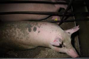 Sow stalls - Australian pig farming - Captured at Finniss Park Piggery, Mannum SA Australia.