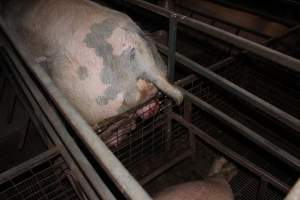 Sow with prolapse - Australian pig farming - Captured at Willawa Piggery, Grong Grong NSW Australia.