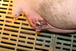 Sow with bloody, oozing injury or prolapse - Australian pig farming - Captured at Bungowannah Piggery, Bungowannah NSW Australia.