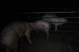 Boars and sows in mating pen - Australian pig farming - Captured at Finniss Park Piggery, Mannum SA Australia.