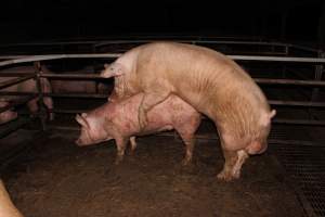 Boars and sows in mating pen - Australian pig farming - Captured at Finniss Park Piggery, Mannum SA Australia.