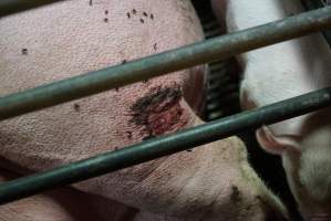 Sow with leg wound - Australian pig farming - Captured at Yelmah Piggery, Magdala SA Australia.